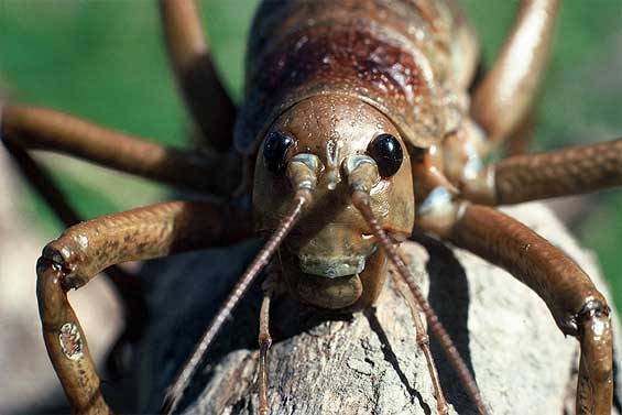 Giant weta. Photo:  J. L Kendrick.